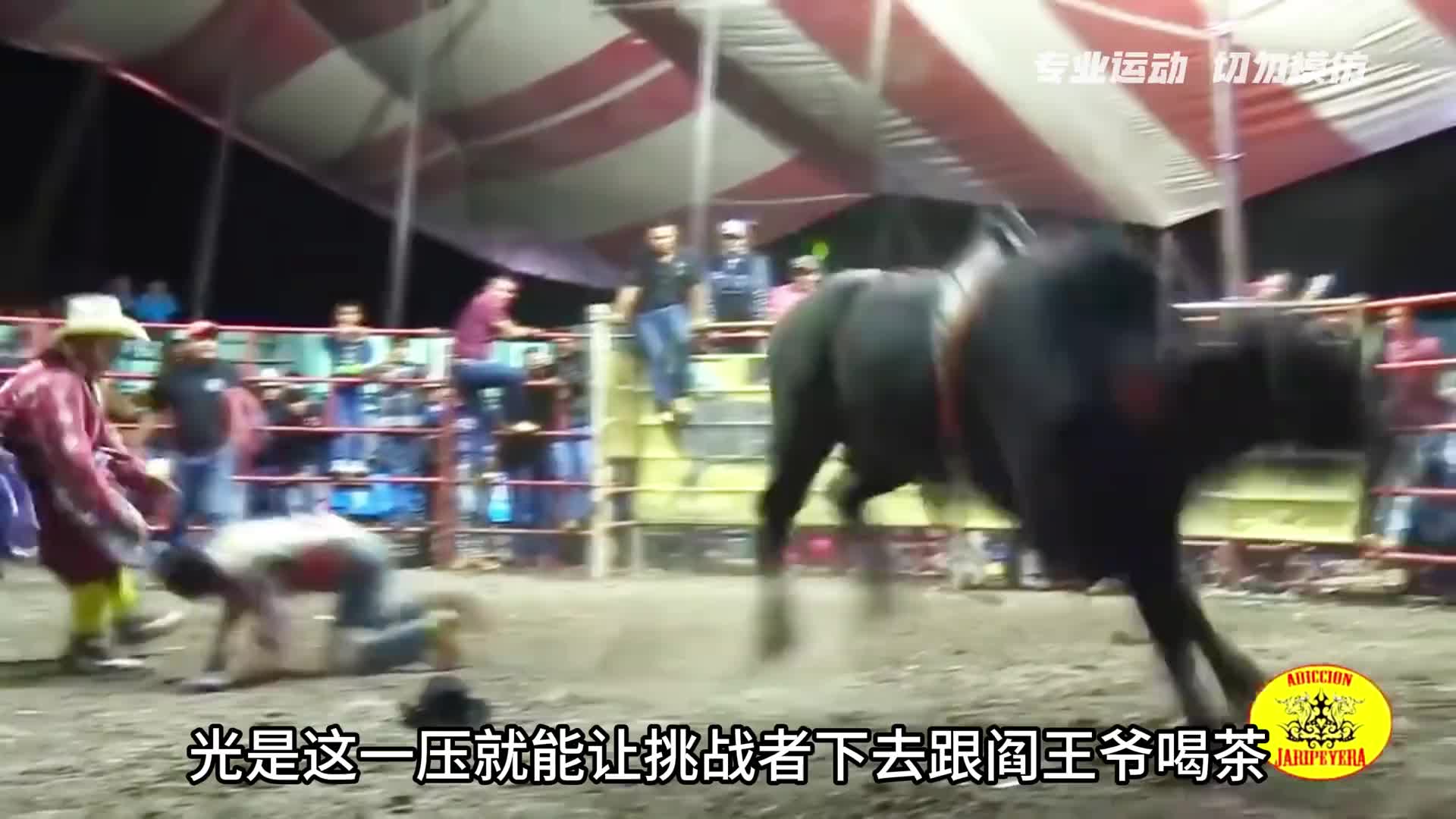 惊险骑牛大赛，狂牛全部都会武术牛到没边。