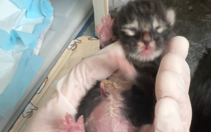 儿童节快乐！最像豆包的小黑脸睁眼了（虽然脸不像）