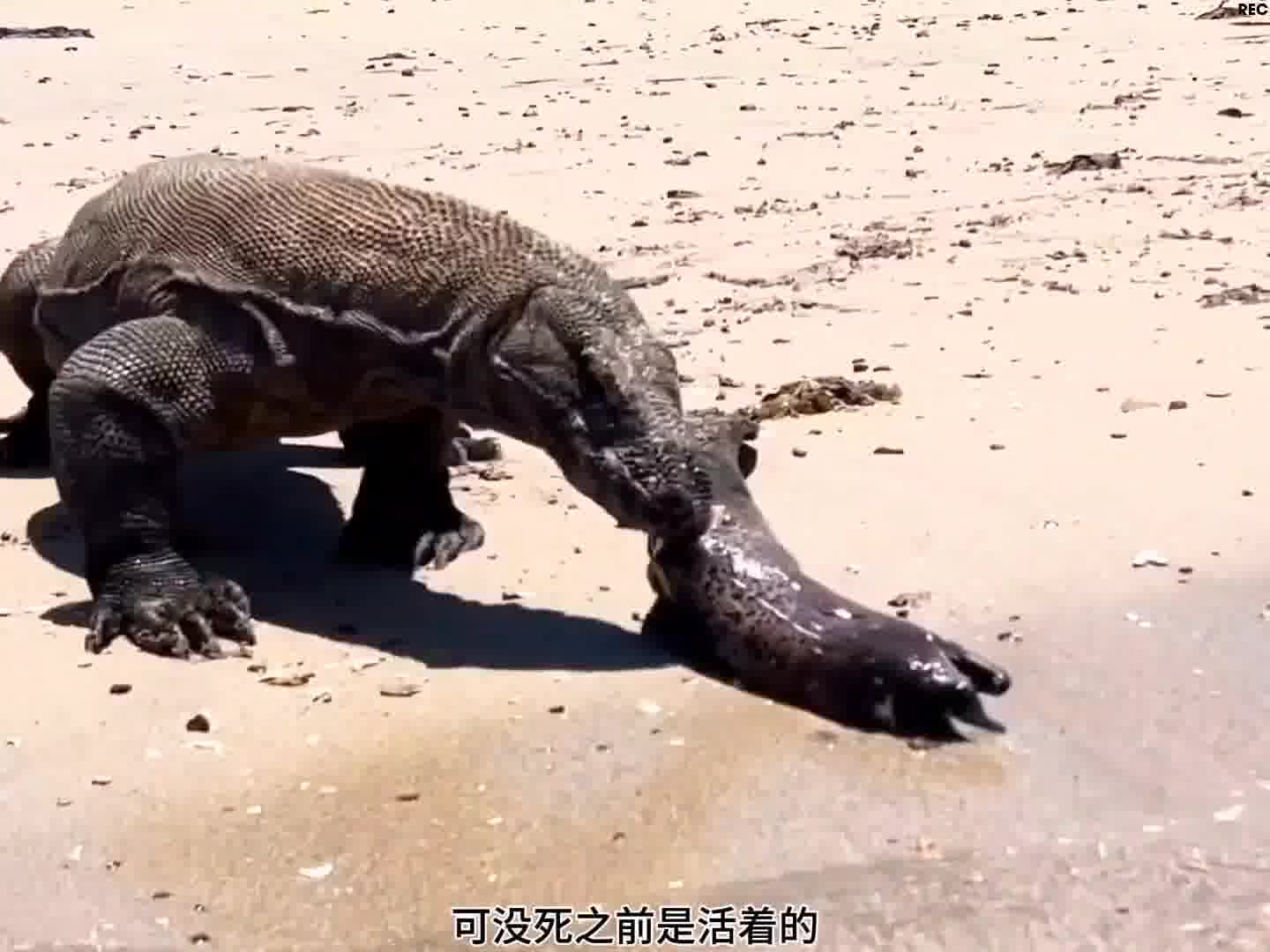 清道夫科莫多巨蜥三嫂干饭