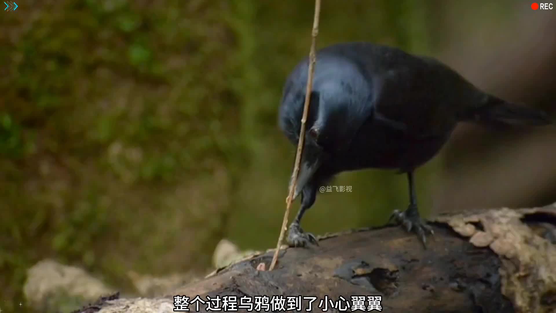 要不是我们进化的快，现在耍手机的就是乌鸦