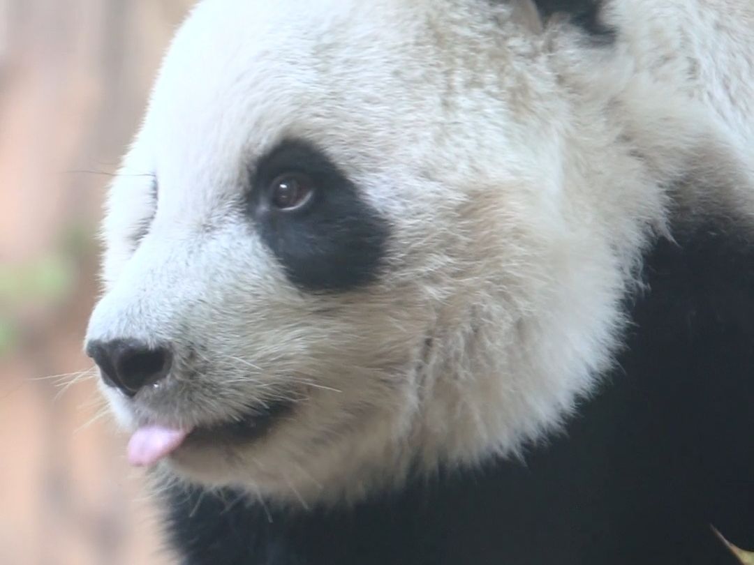 分开久了，弟弟也会想姐姐的呢~