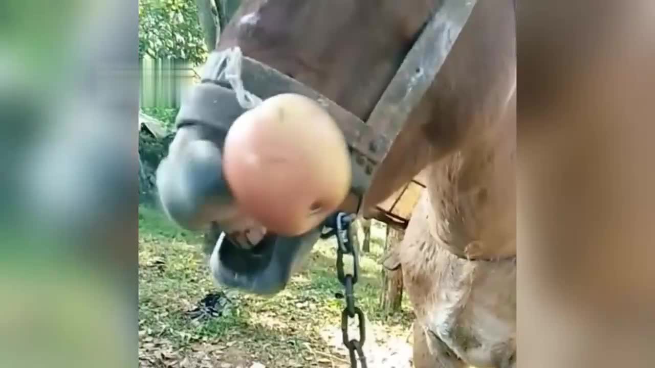 83. 盘点不干人事的几位人类