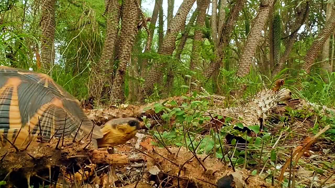 马达加斯加荆棘丛林的动物们