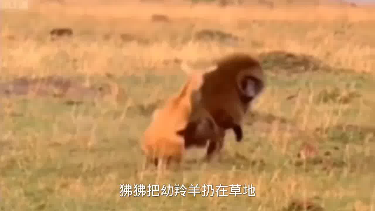 母羚羊解救幼崽小羚羊