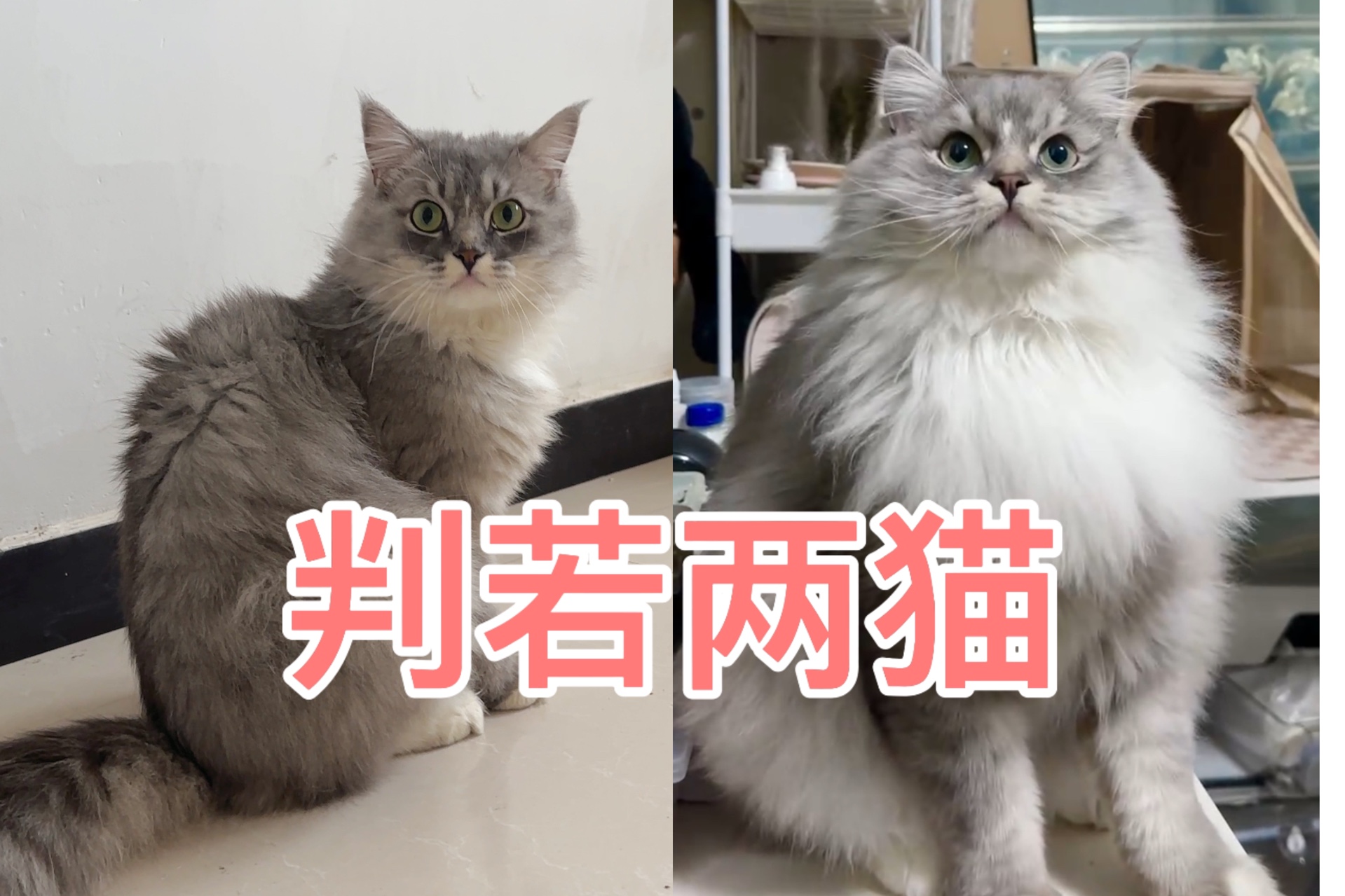 我的小猫夏天和冬天简直判若两猫啊！！！