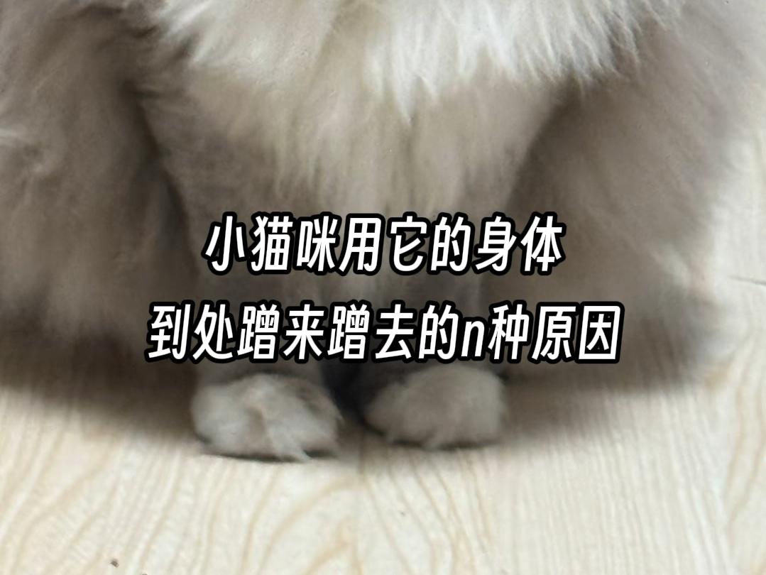 小猫咪到处蹭来蹭去的含义