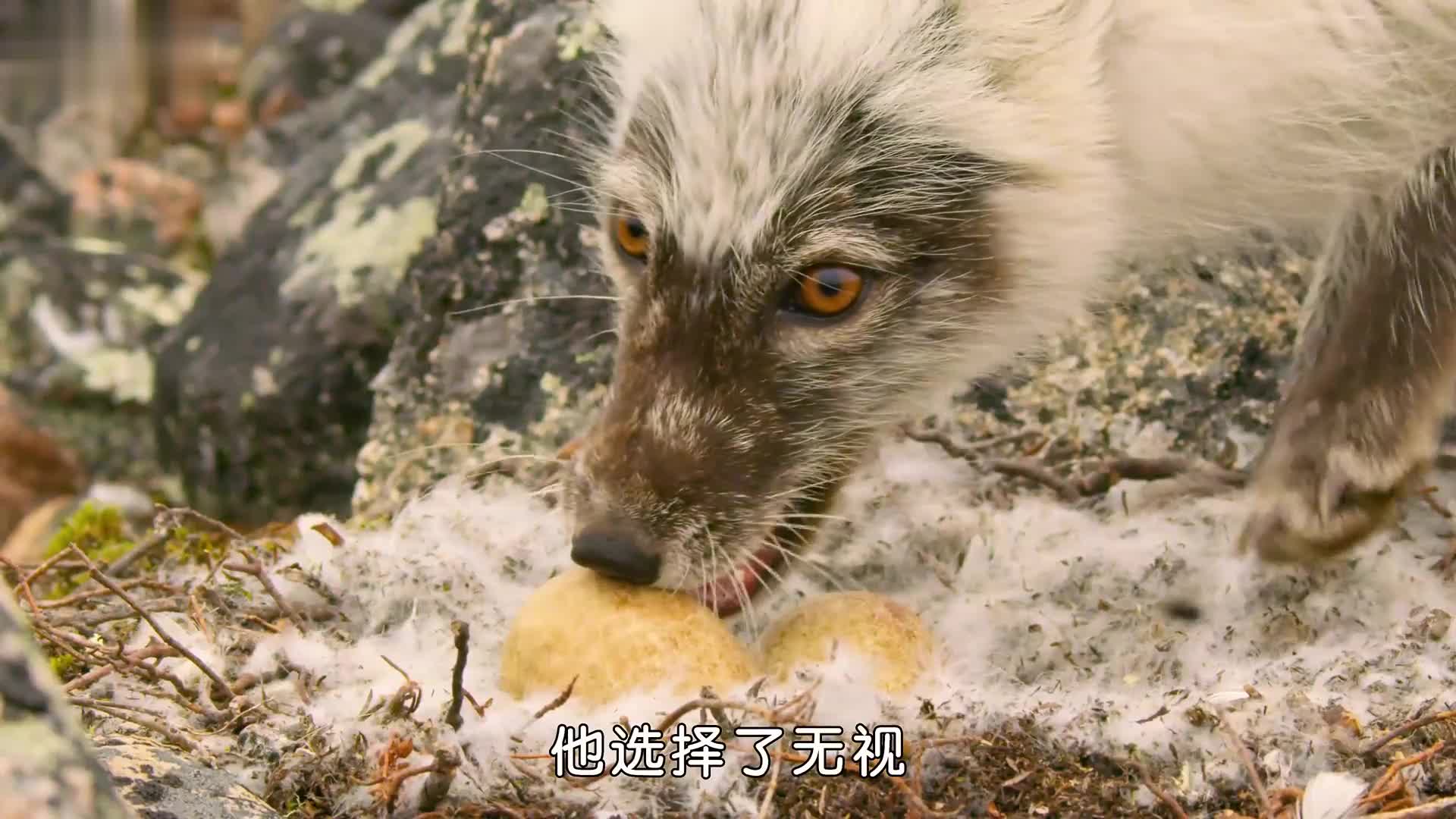 长得一副黑心样，一个蛋都不留