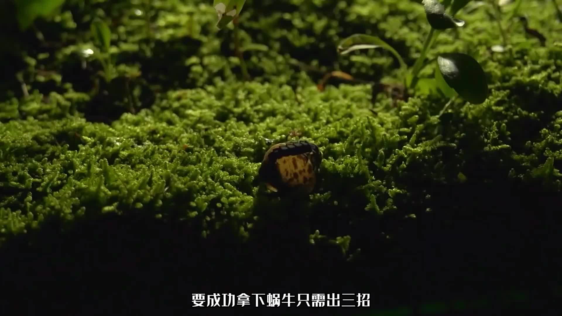 长得丑想得美，青蛙的生死之交