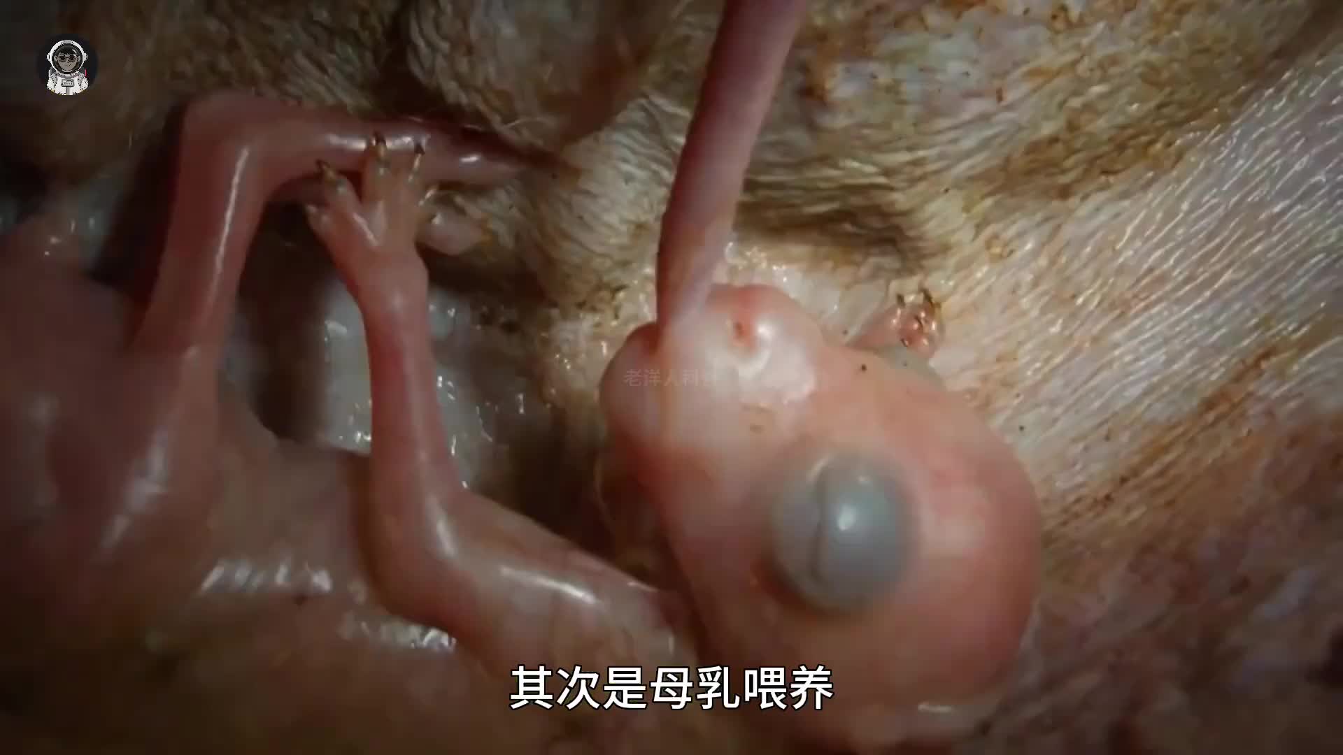 101. 你知道袋鼠的育儿袋内部究竟长什么样子吗？