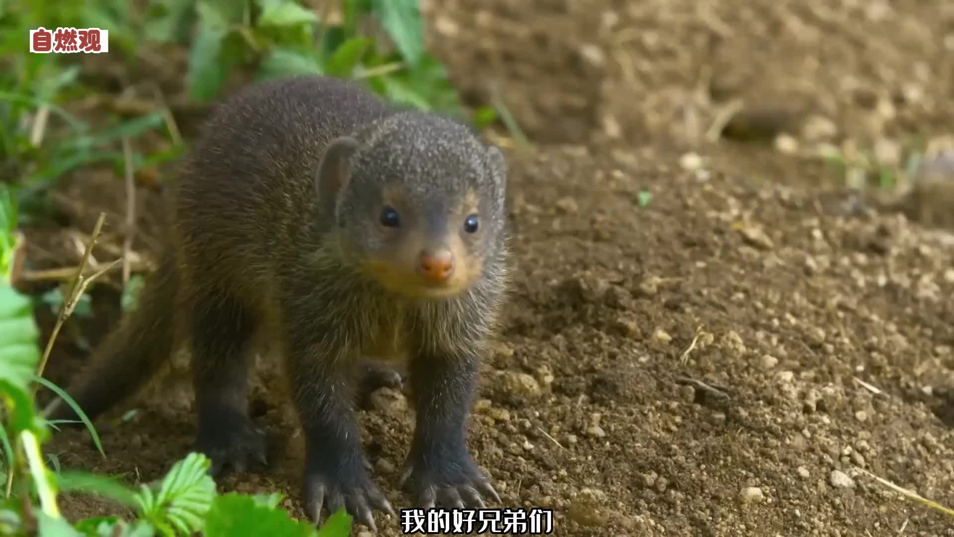 非洲草原养生专家：论“白嫖”，在座的都是弟弟