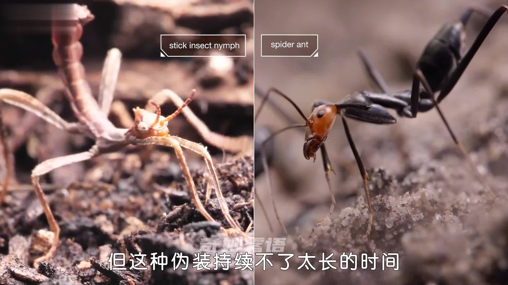 靠骗术走向巅峰，也走进千家万户
