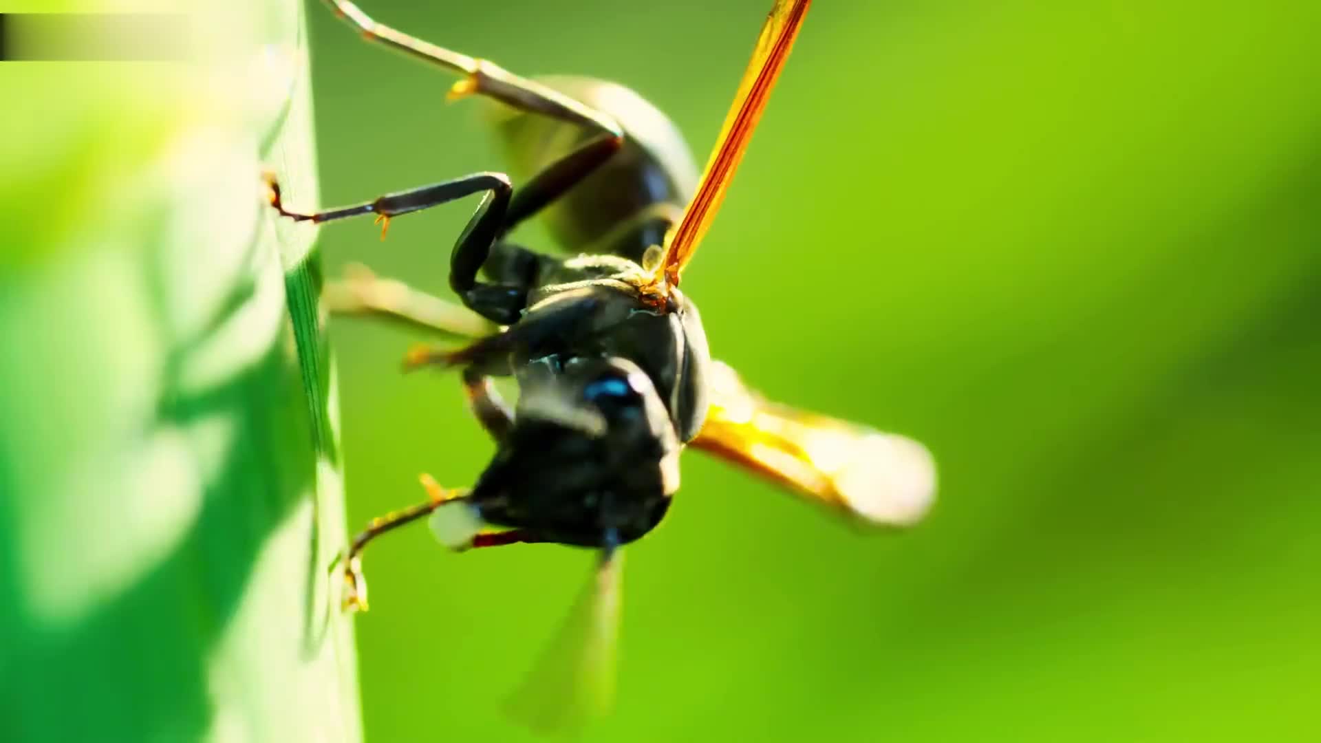 顶着被围殴的风险，只为保护后代