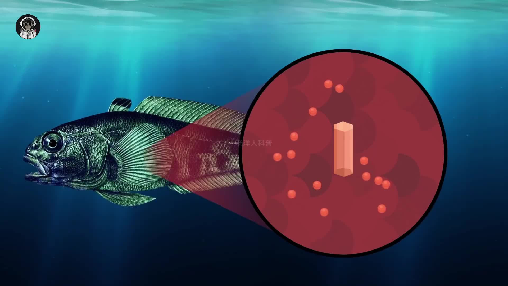 110. 为什么动物被冻死时，依然保持站立的姿势呢？