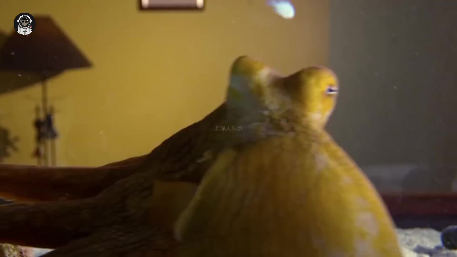 113. 拥有九个大脑的章鱼，它的智商究竟有多逆天？