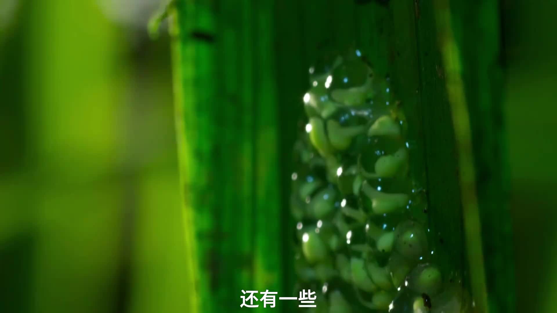 蛙卵被黄蜂啃食，蛙爸爸却无动于衷