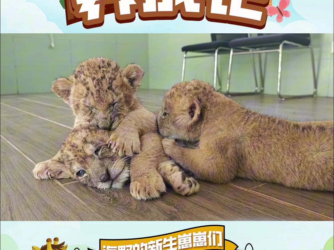 我们海野非洲小猫猫也会叠叠乐！