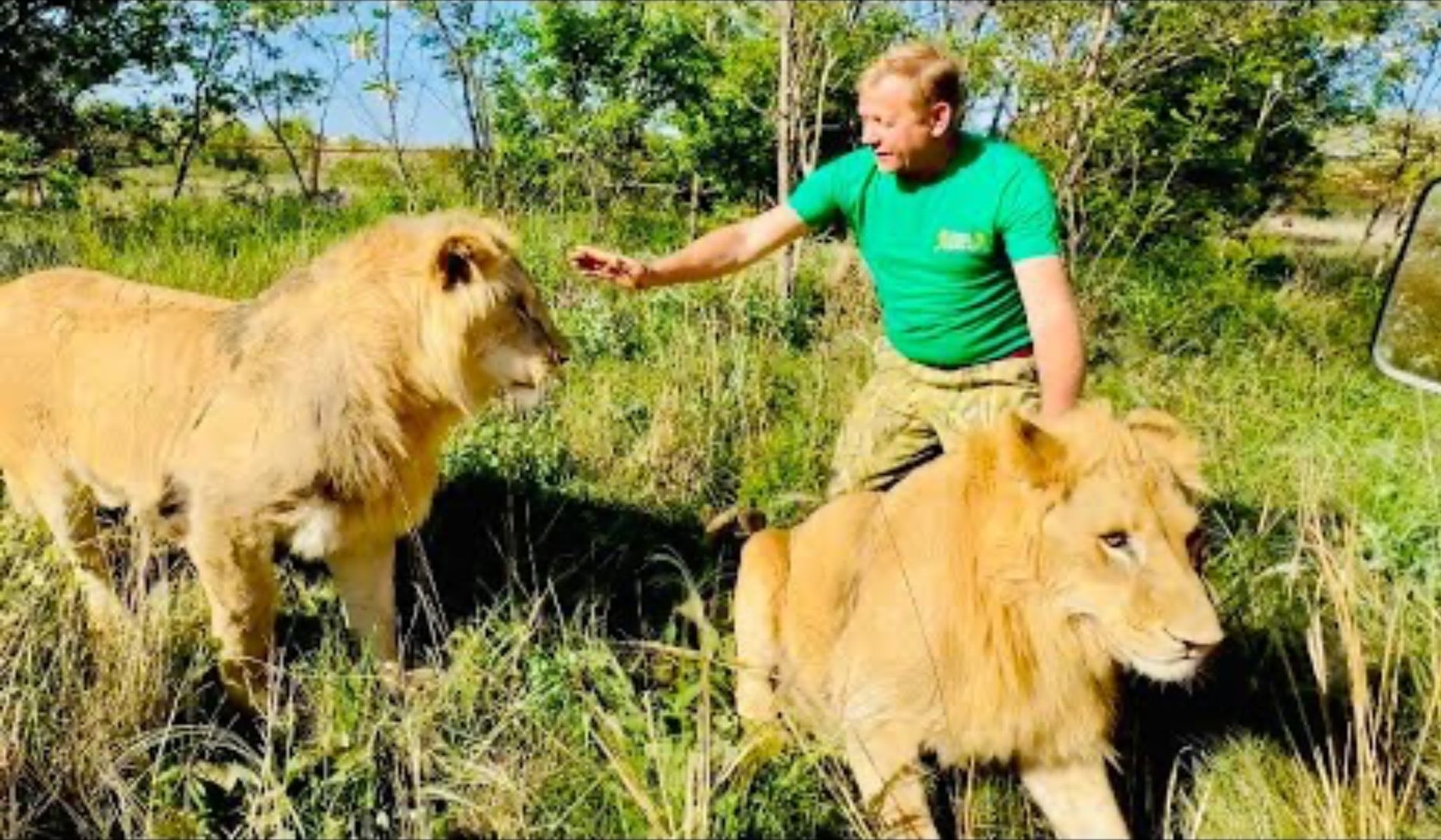 年轻狮子：新手保护期，真的可以为所欲为！