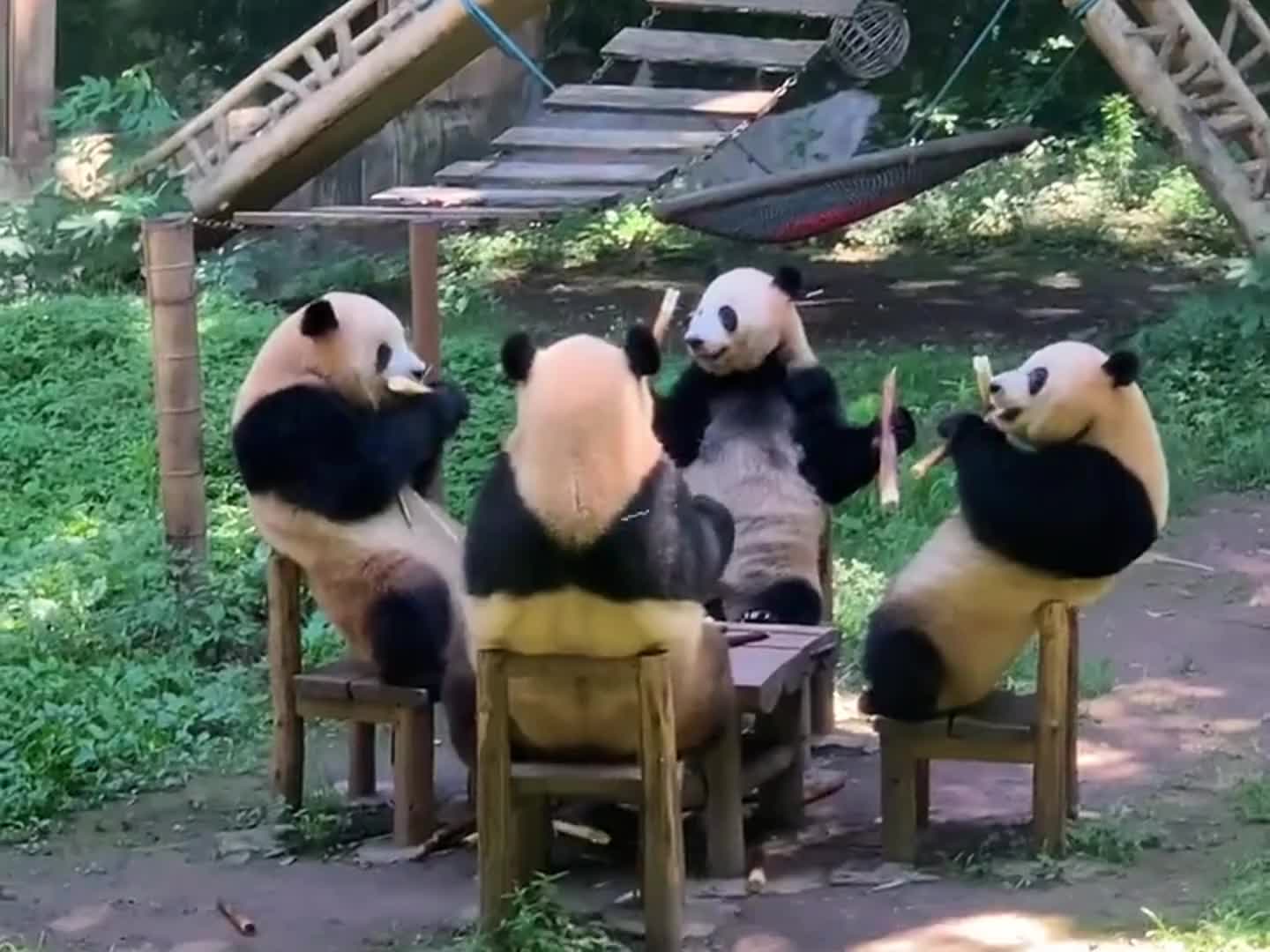 没想到熊猫还能人里人气的