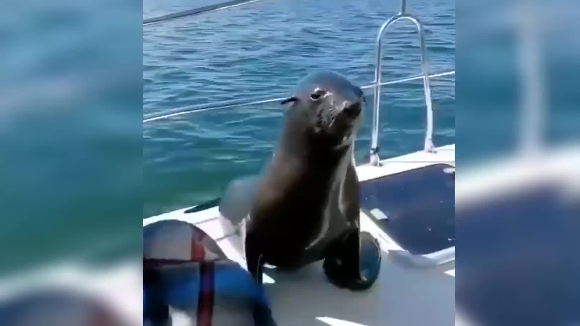 颠覆你认知的动物，长的尖嘴猴腮的鳄鱼你见过吗？