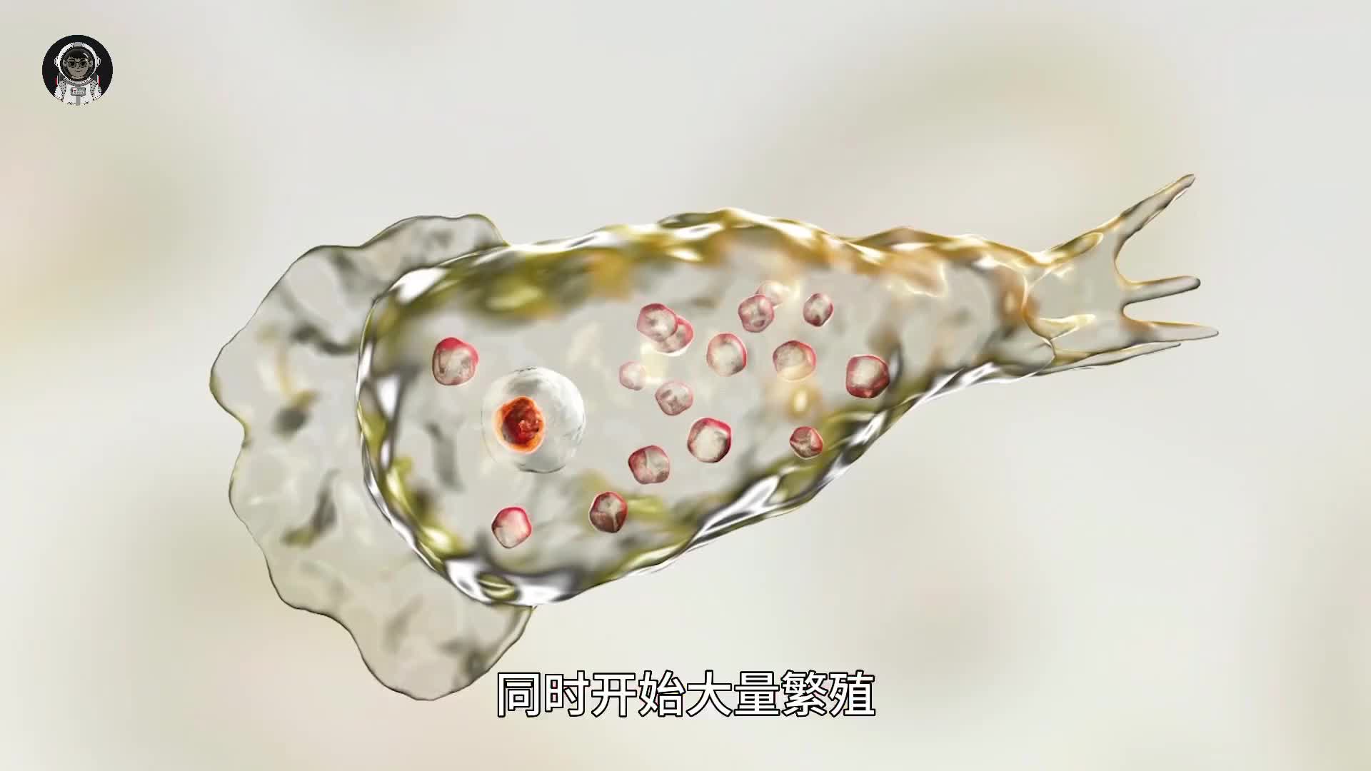 119. 致死率高达97%，食脑虫是如何蚕食大脑的