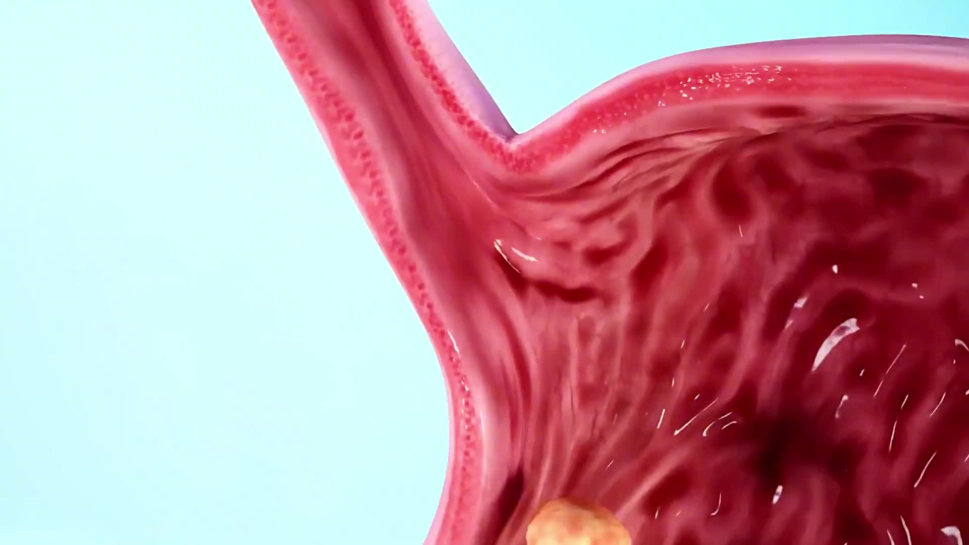 食物如何变成粪便的，这是一条有味道的视频