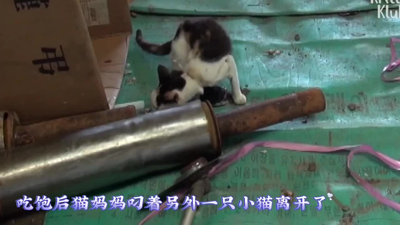 挂在脖子上的小奶猫，看着太让人心疼了