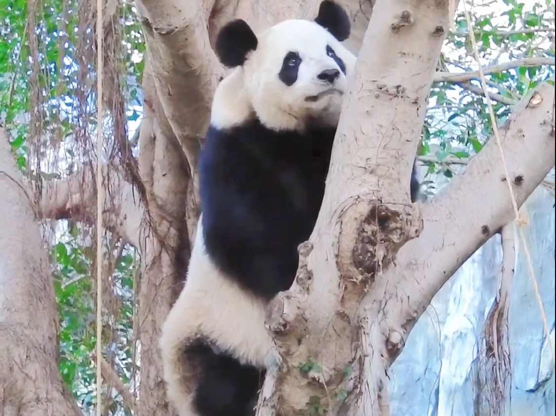 谁再说我煤气罐？你们见过会上树的煤气罐么