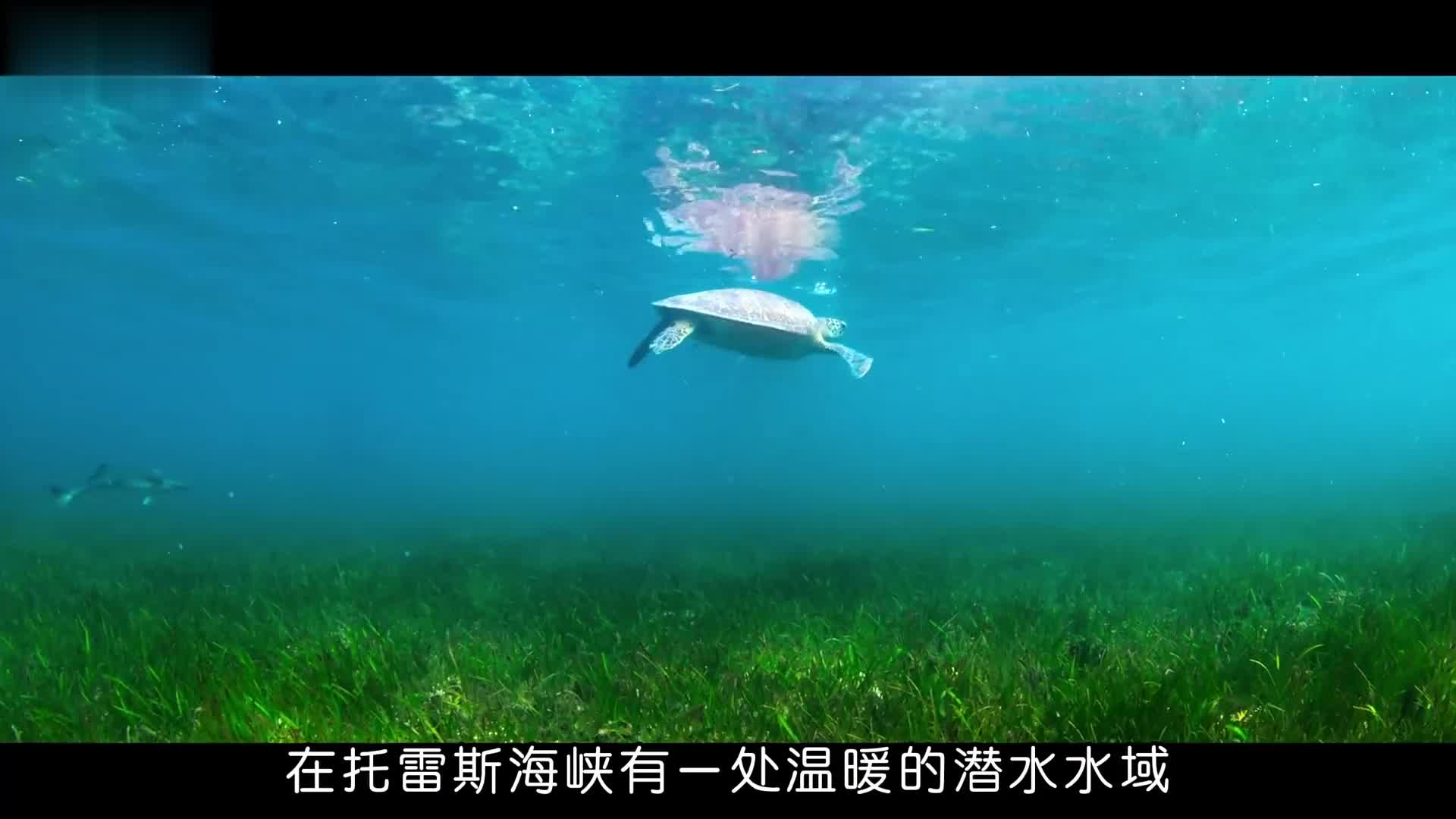 饿急眼的海龟也吃草么？