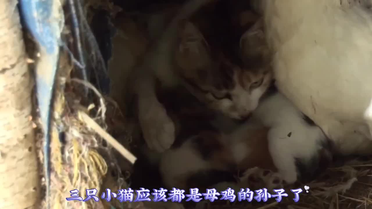 母鸡占着鸡窝不下蛋却在孵小猫，把小猫当成自己的孩子养