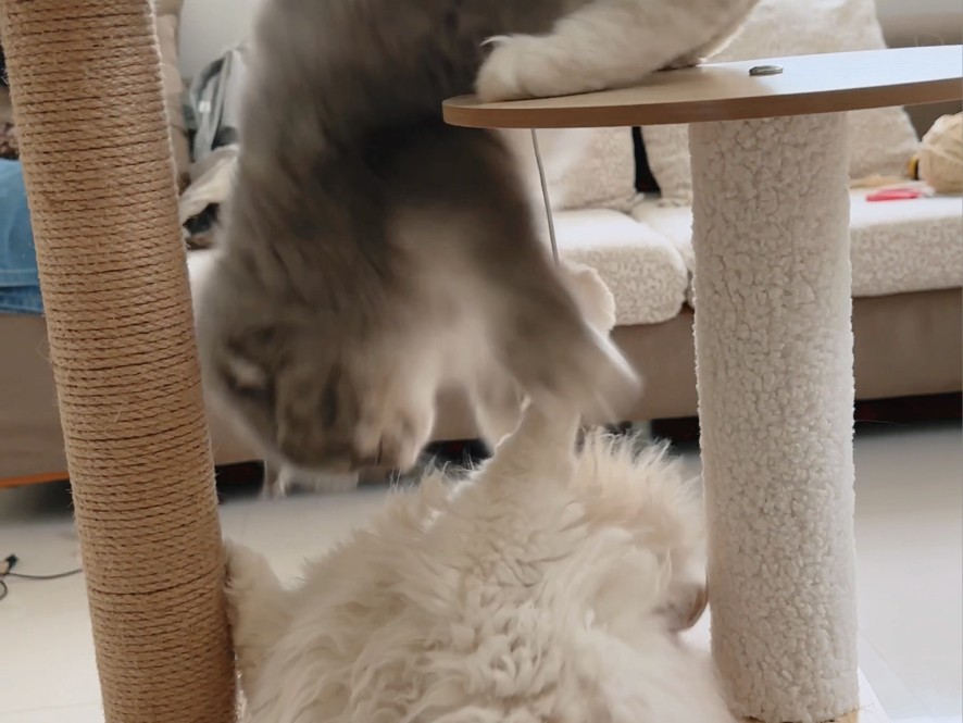 我就不信我会在同一个地方摔倒两次