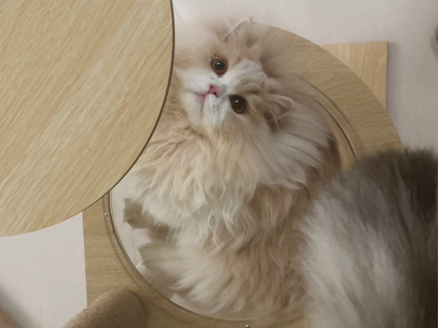 点击就看小短腿生气