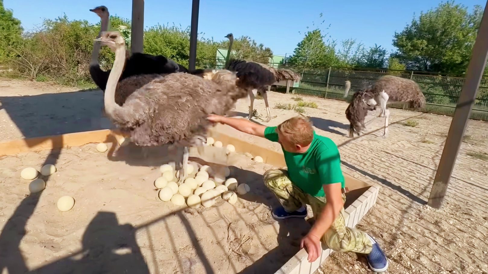 鸵鸟：不是园长，你来真的啊？
