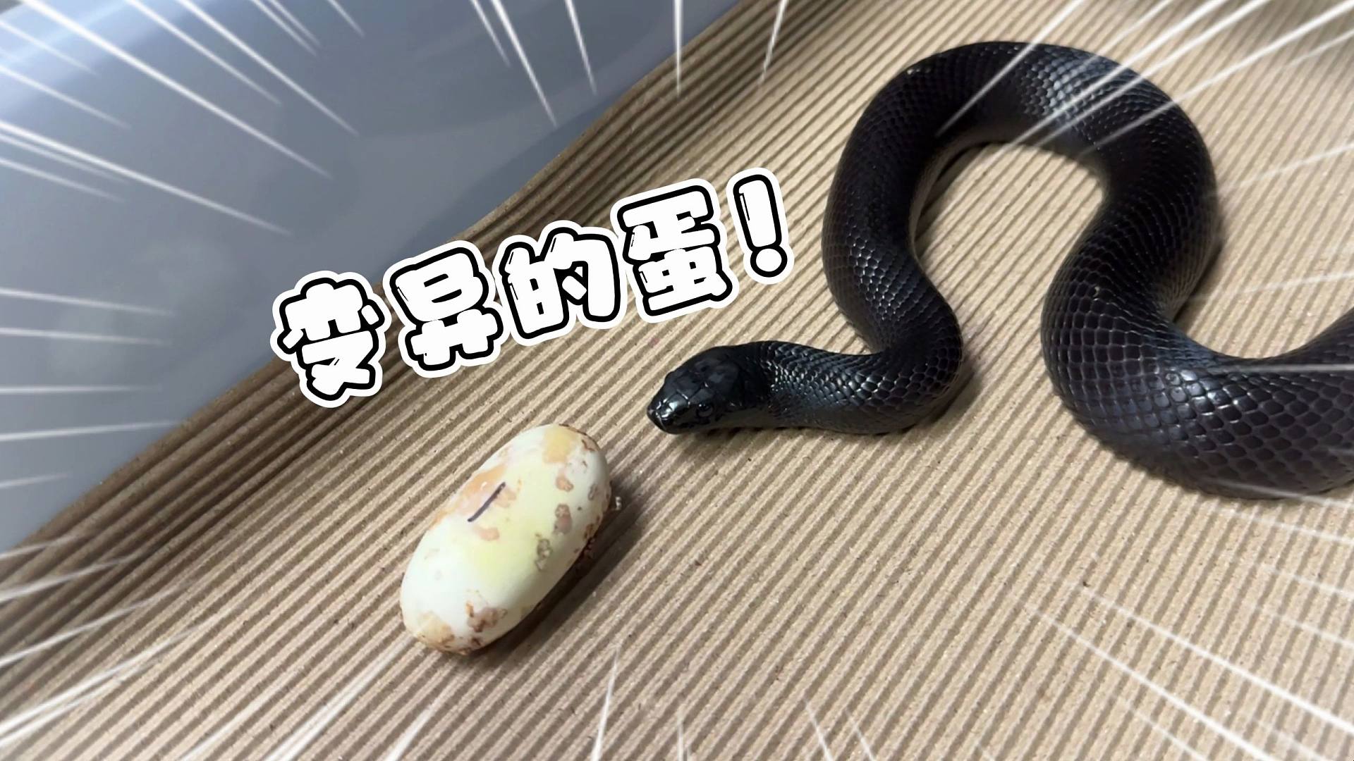 心痛！蛇蛋“变异”主人被迫含泪处理