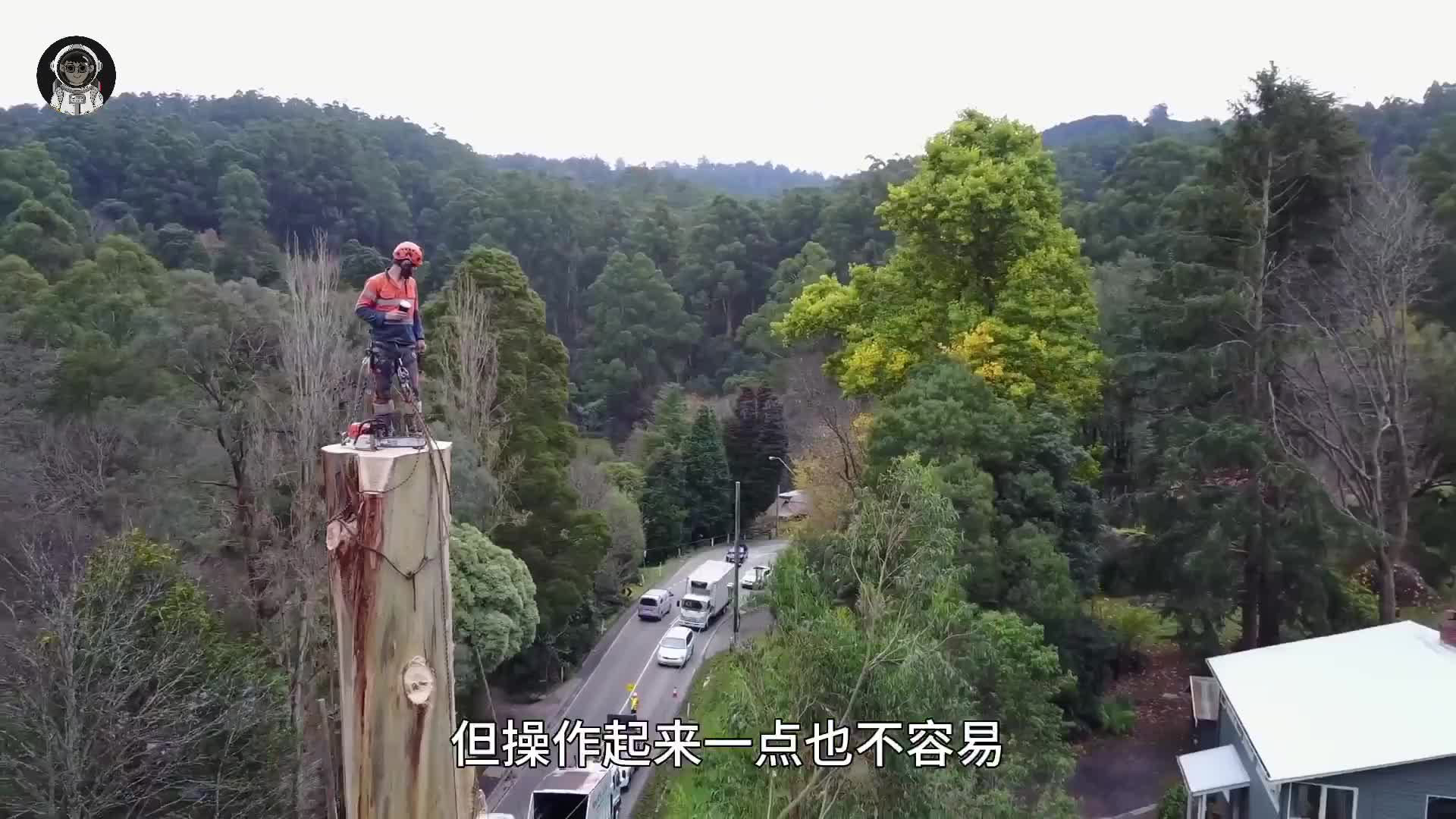 130. 伐木工为何要在爬到上百米的高空进行砍伐？