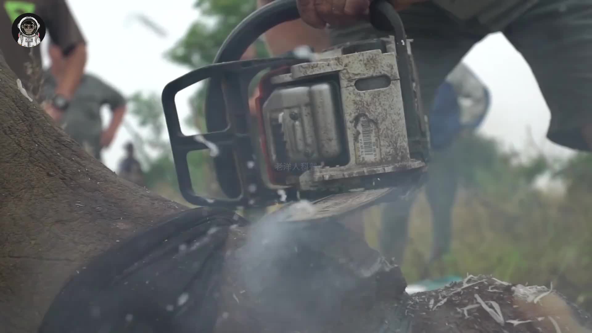 131. 母犀牛被蒙眼锯角，犀牛宝宝勇敢冲撞拯救母亲