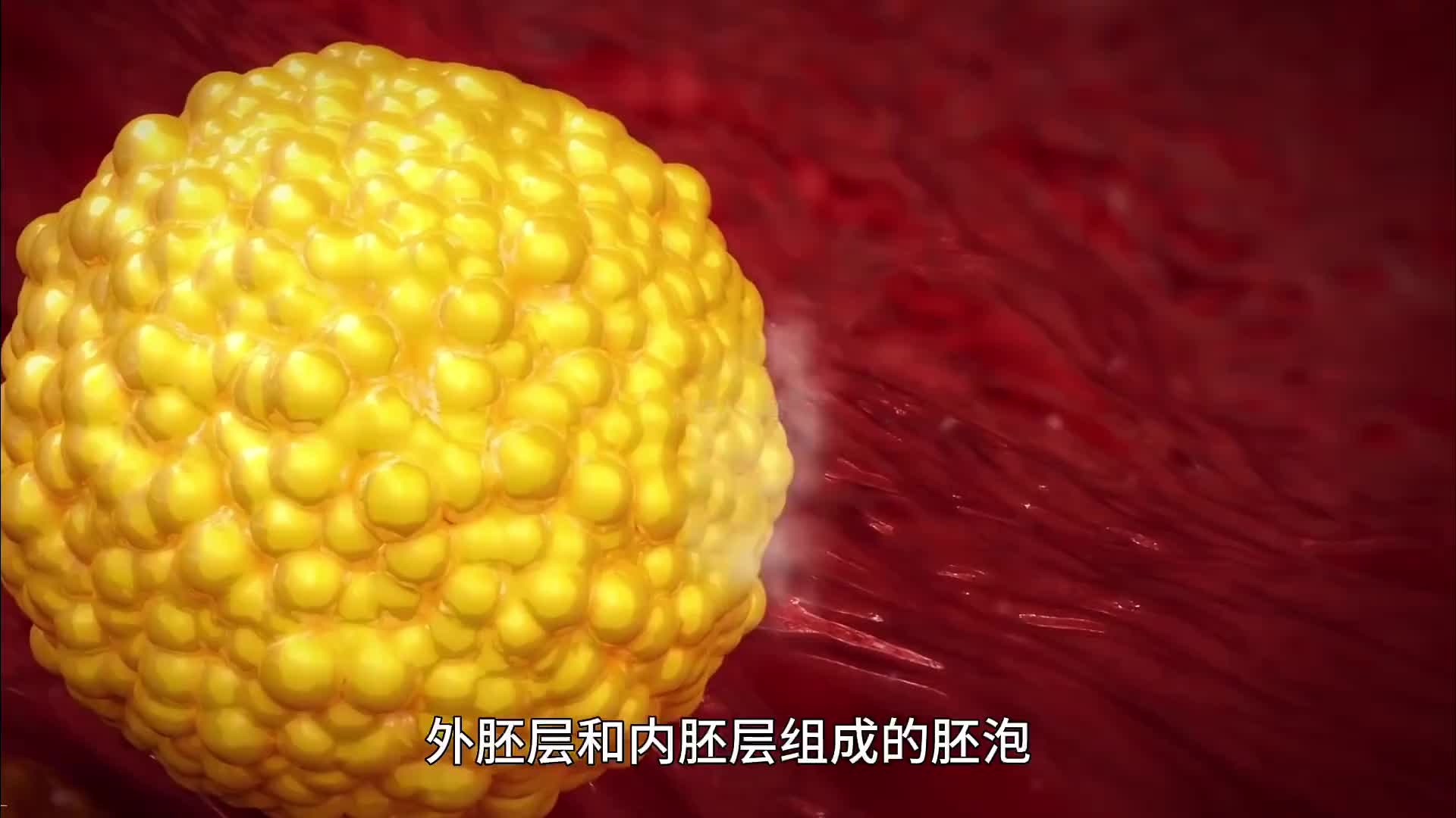 135. 受精卵变成人的过程究竟有多神奇，看完不禁感叹生命的伟大。