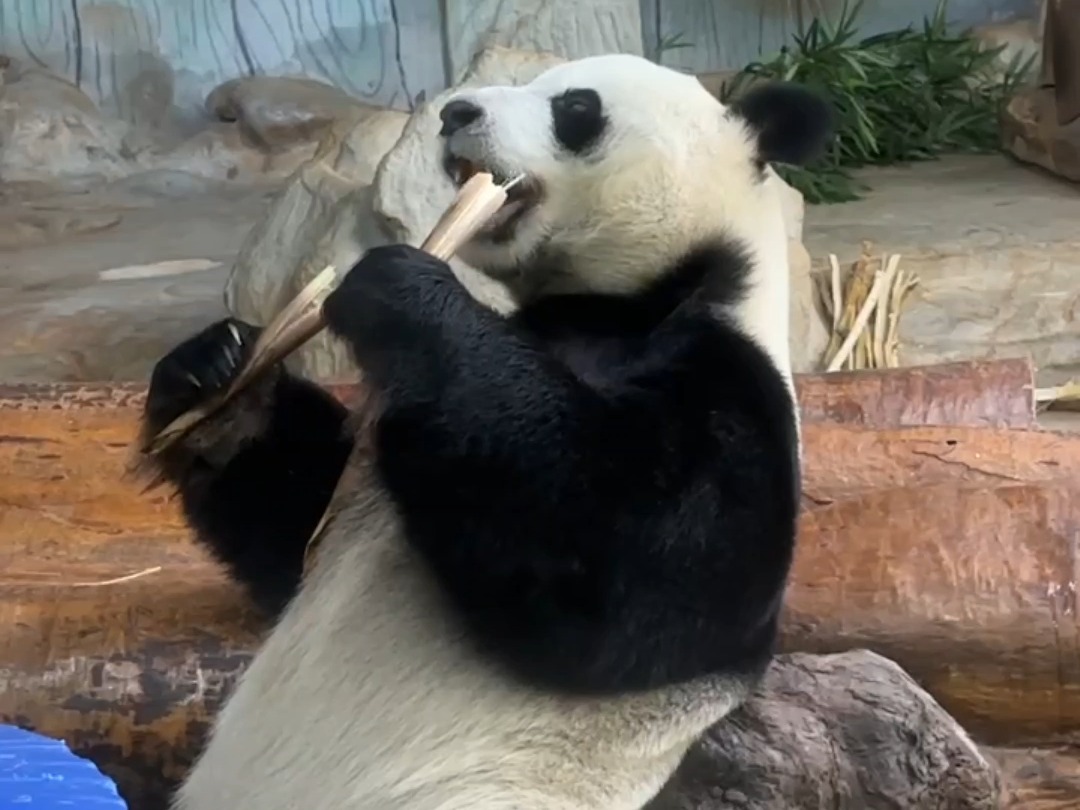 “企鹅”舜舜吃饭硬控你一分钟！
