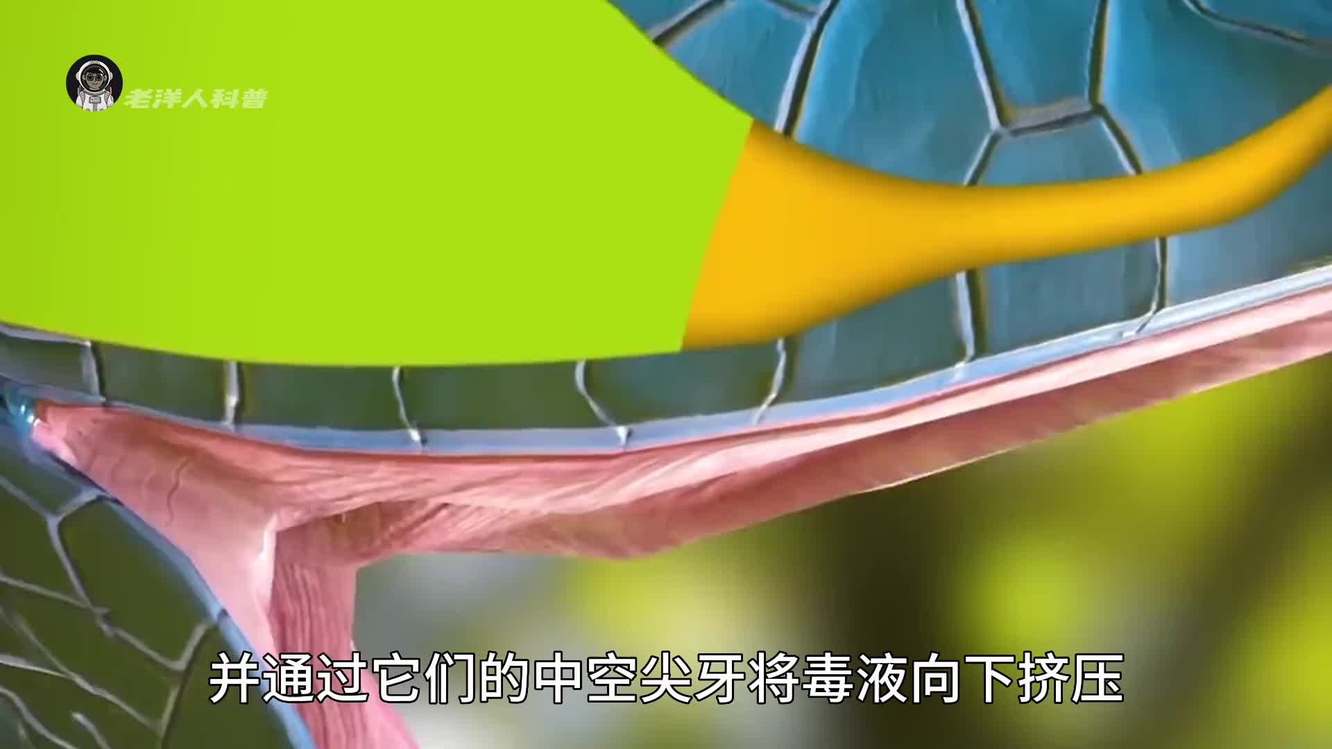 14. 如果你被毒物咬伤后，伤口都会发生哪些变化？