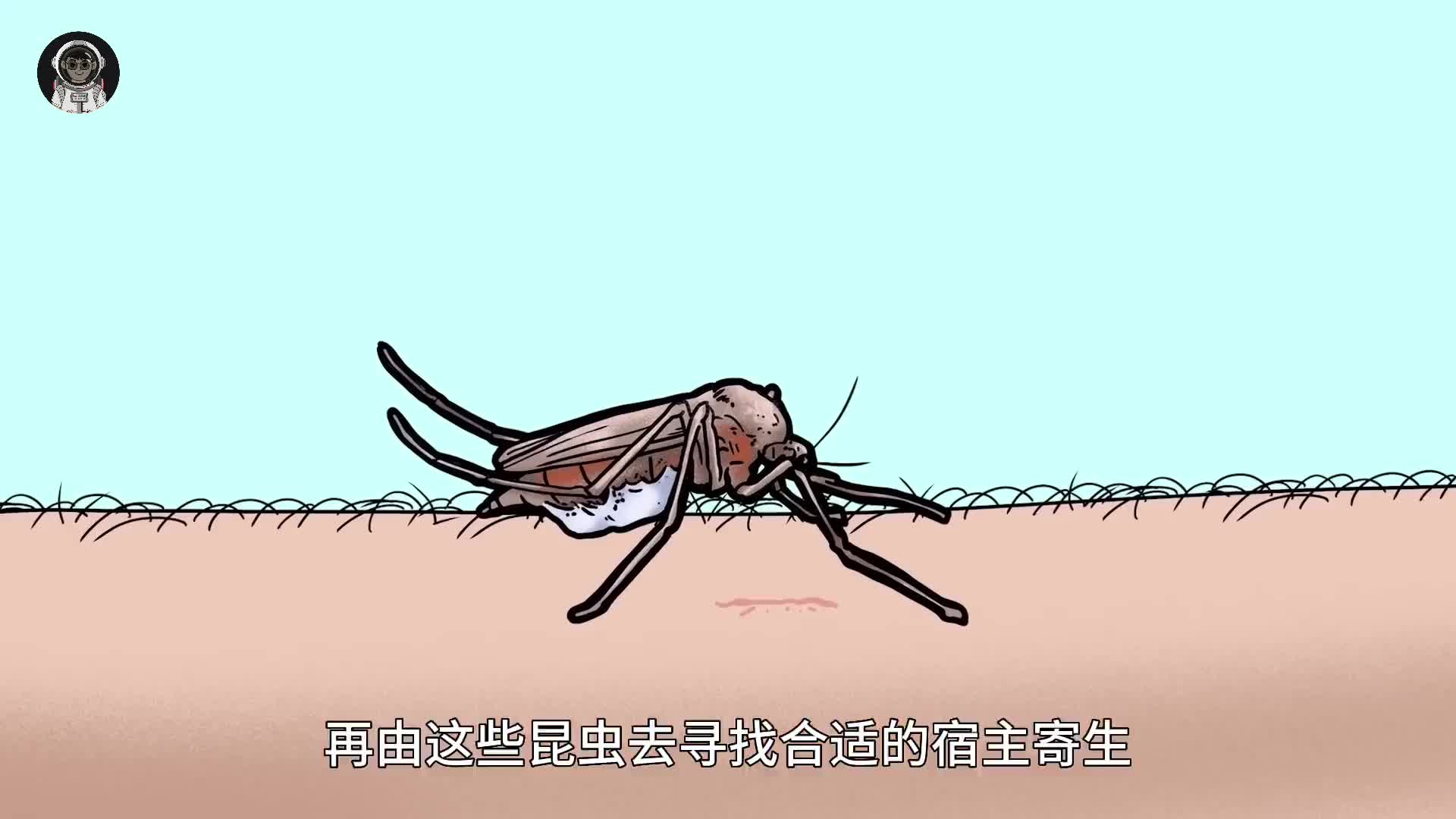 140. 你见过马蝇幼虫吗？如果你被一只马蝇叮咬了会怎样？