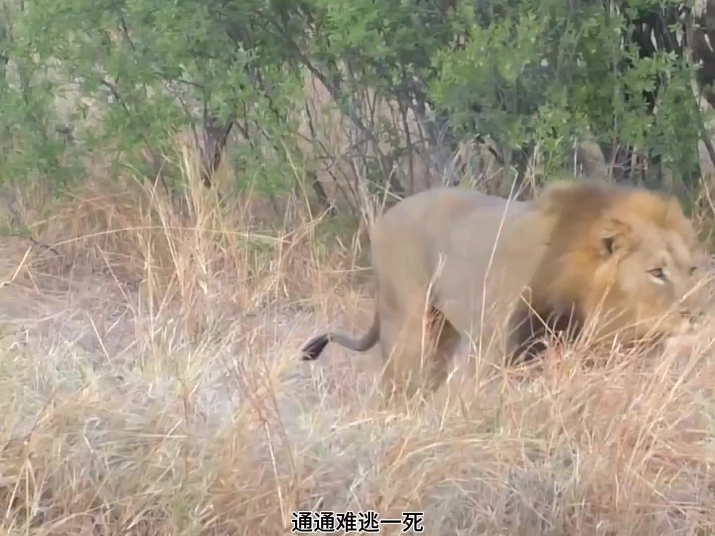 野狗被雄狮收拾