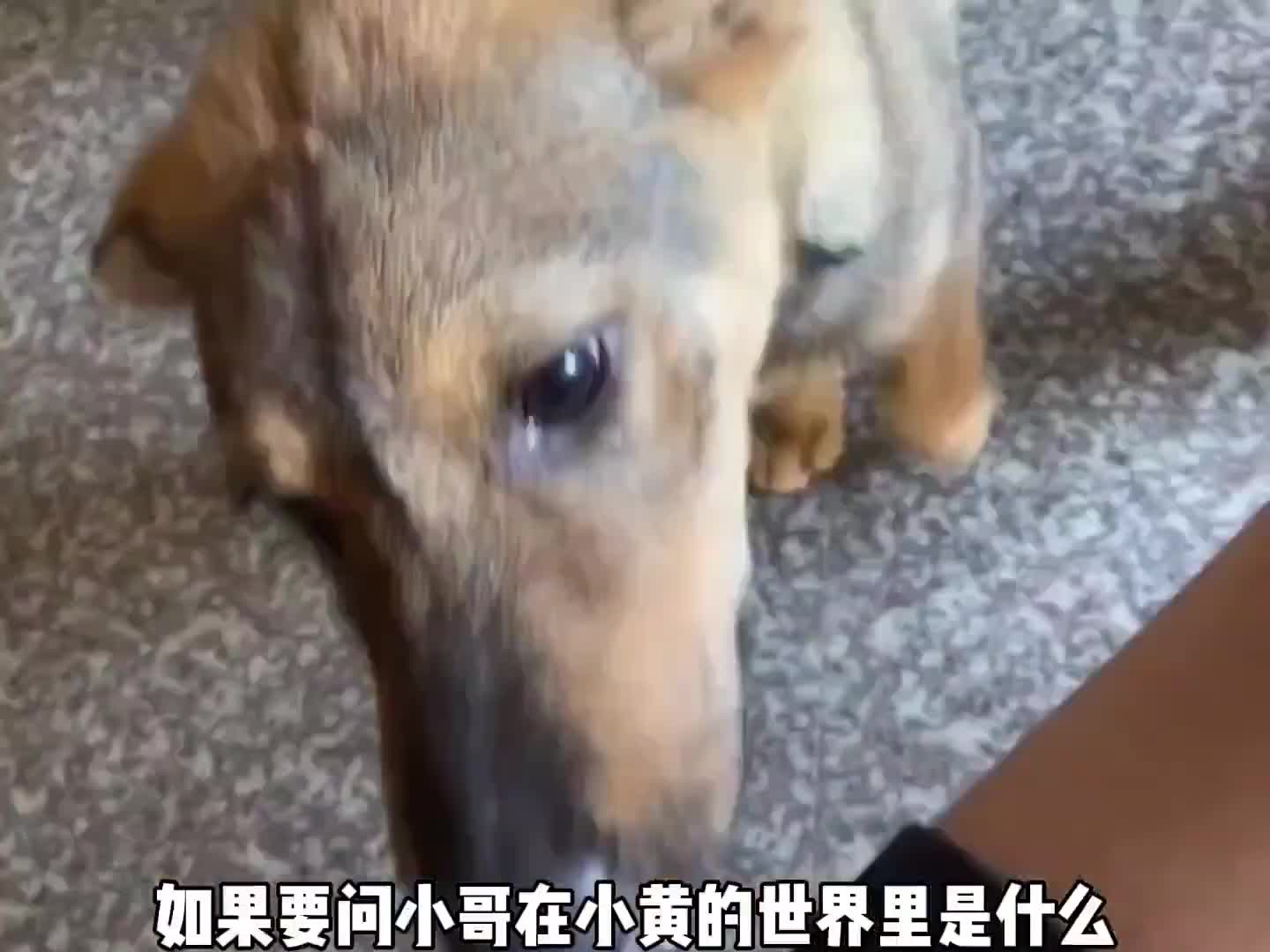 狗儿要听狗儿歌”