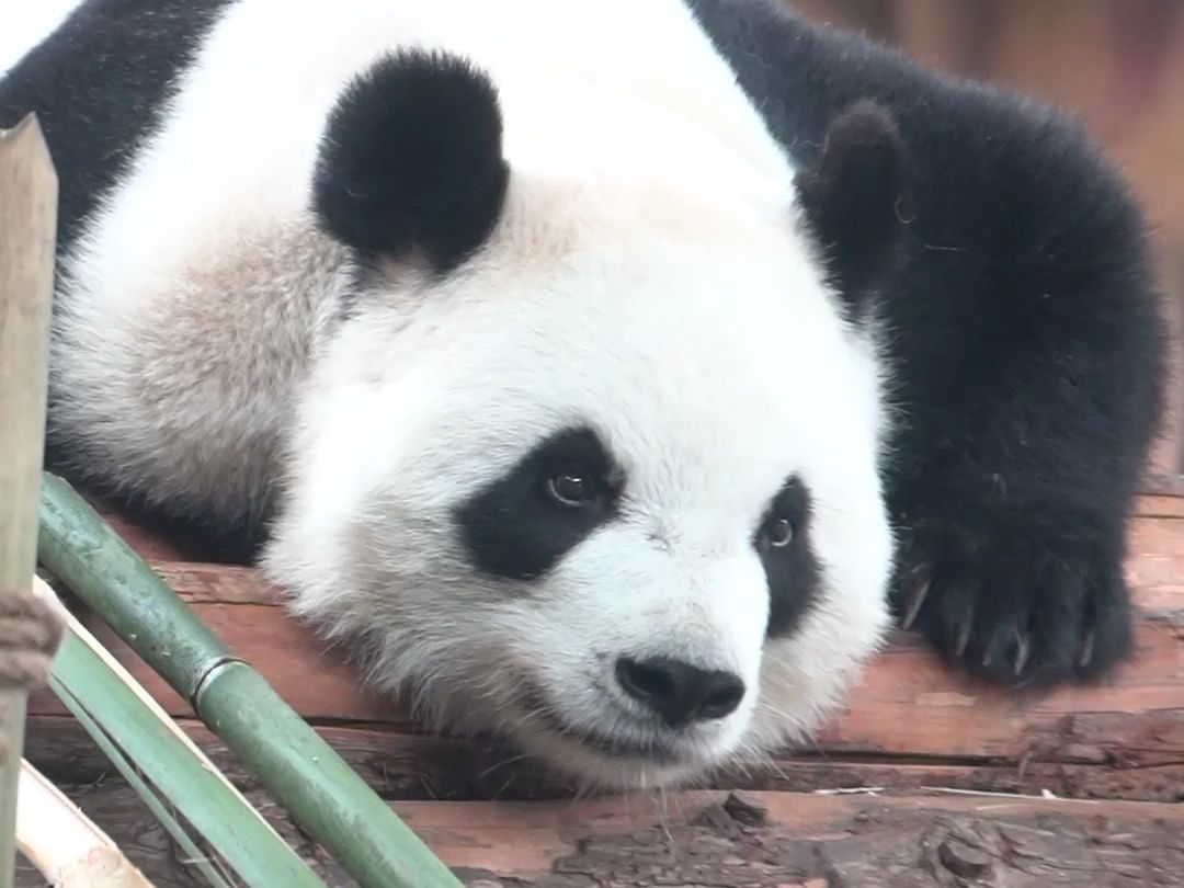 裁缝奶爸和他的质检员小熊