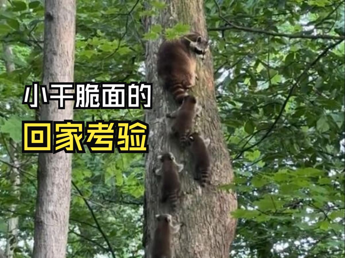 那些好玩的动物视频！