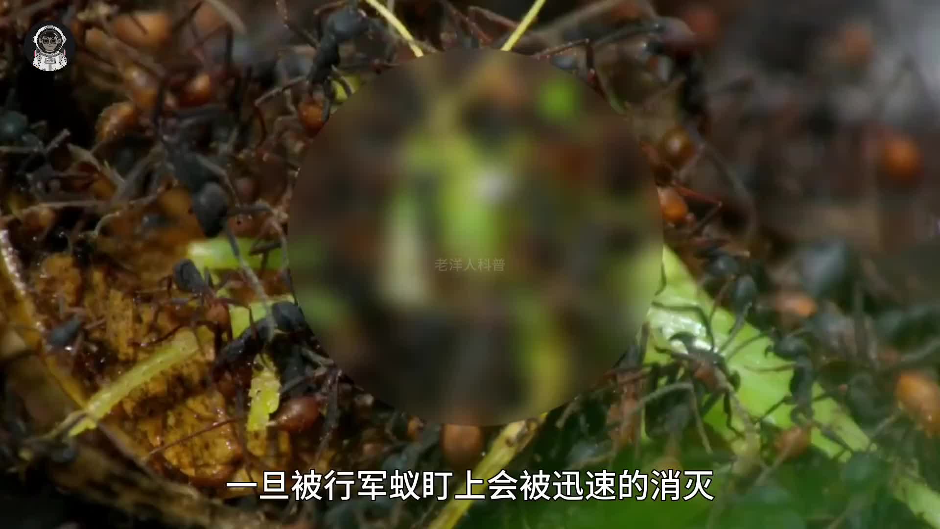 148. 世界上最危险的五种蚂蚁，危险程度让人难以想象