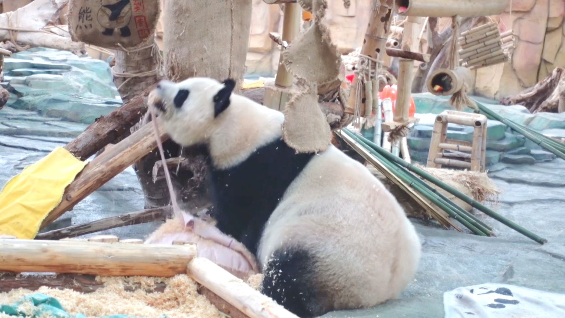 听星愿说拆枕头有很多的赞赞