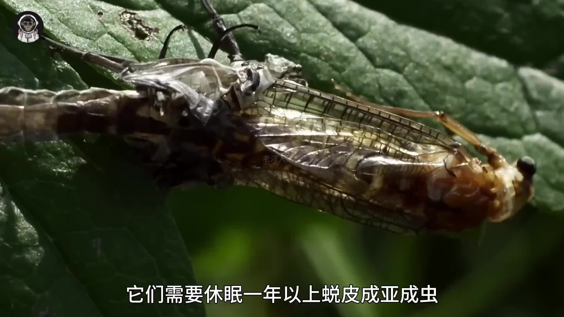 150. 只有一天寿命的蜉蝣，短暂的一生有多精彩