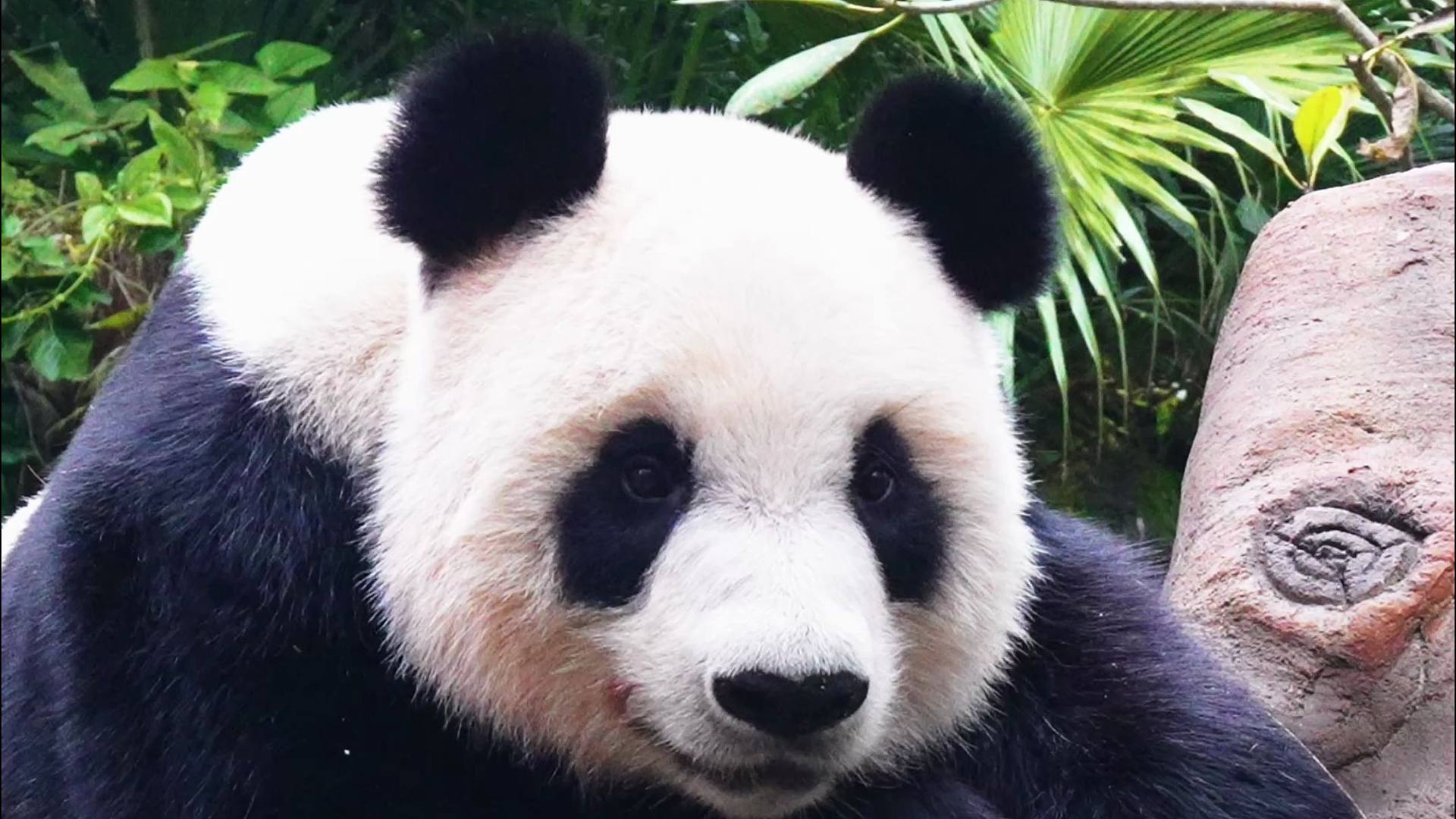 “熊”有成竹！小小高考，拿下！