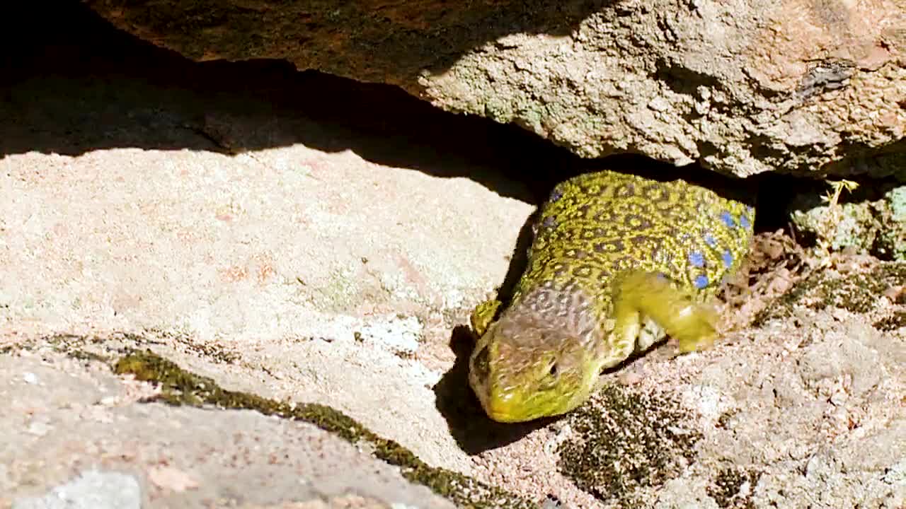 火灾打破了森林的平静，陆龟都被烧化了