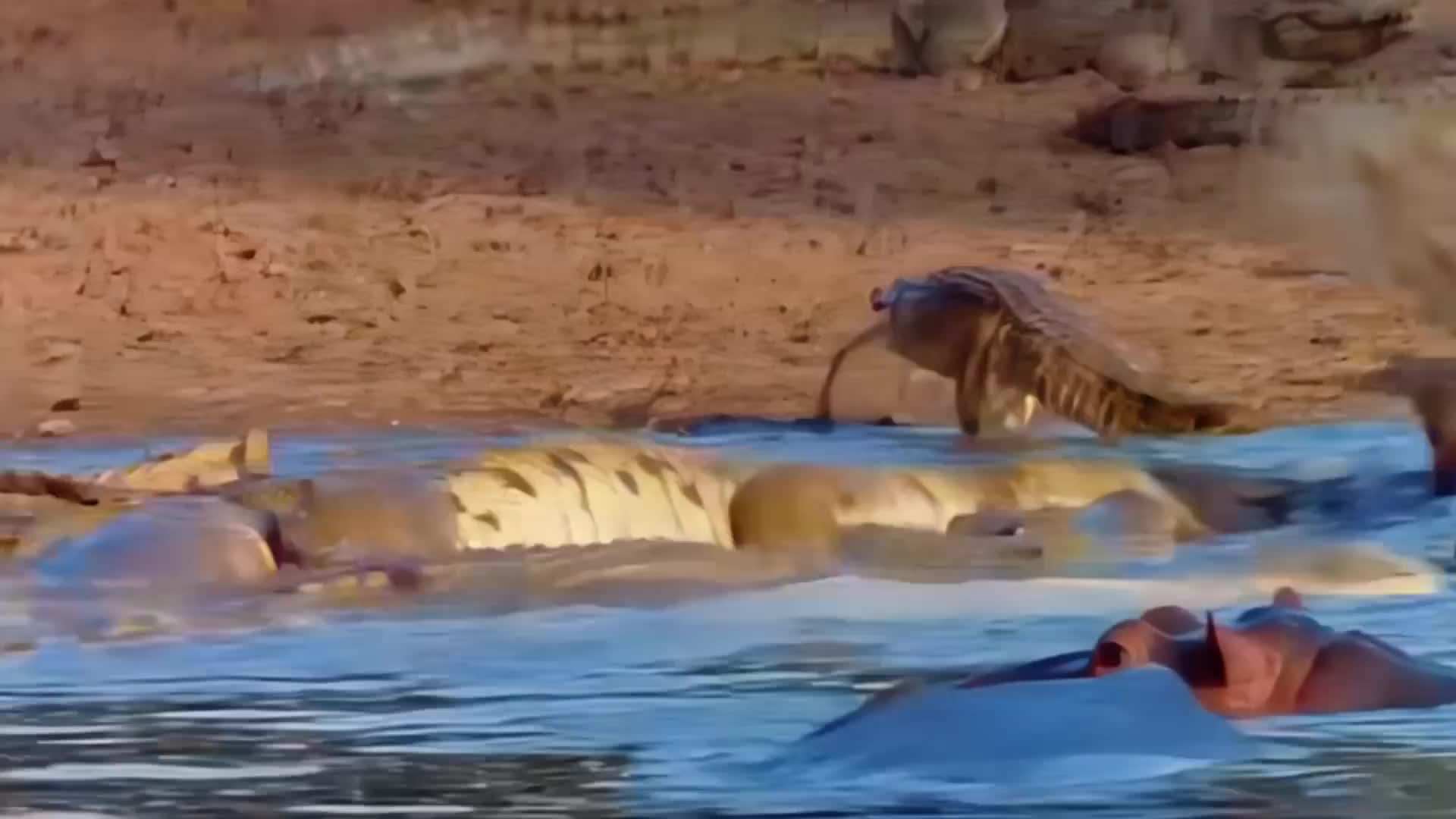 《鳄鱼最后的盛宴》