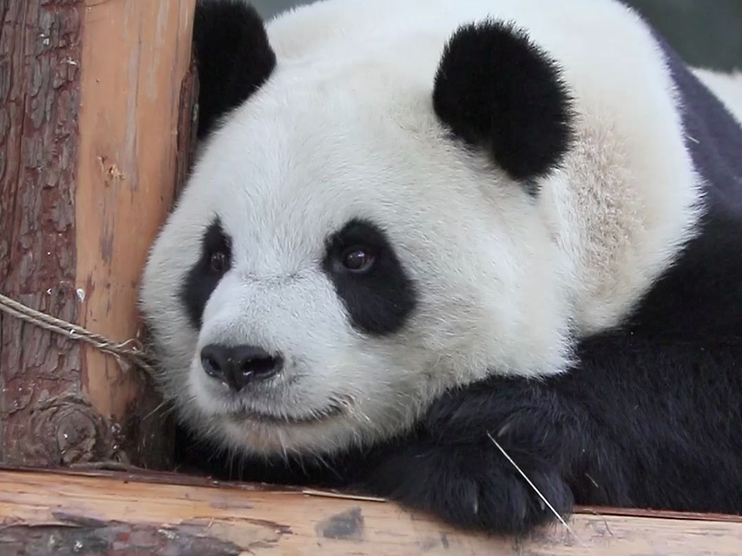 公主熊也当上直播间小助理啦~